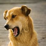 Dog Bite Lawsuits: Negotiate or Go to Court?