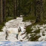 Extinct Dire Wolf Revived