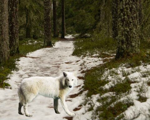 Extinct Dire Wolf Revived